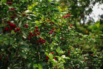 apples on tree