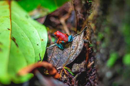 Blue Jeans, Rana Dardo Rojo, Ranita Flecha Roja. En Las Montañas De Quepos Costa Rica