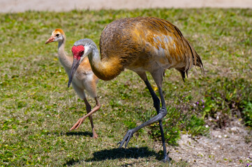 Mom san hill crane and baby colt chick stepping out together in sync