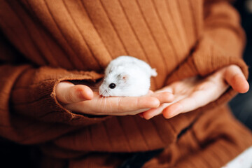 White hamster in the hands of a child. Girl playing with her pet white hamster.