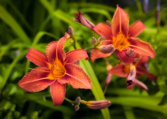 Closeup of beautiful lily
