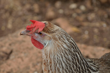 Gallina de pura raza andaluza tipo perdiz