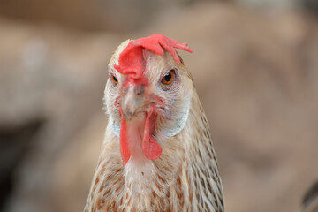 Gallina de pura raza andaluza tipo perdiz