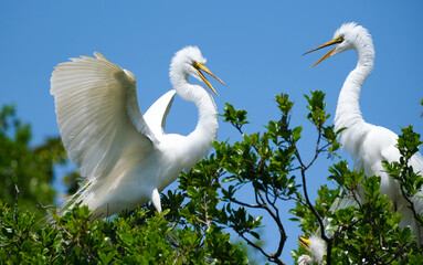 2 great white egrets greeting each other in the tree tops