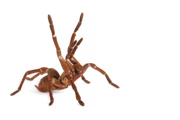 Goliath Birdeater Tarantula on white background (Theraphosa blondi).