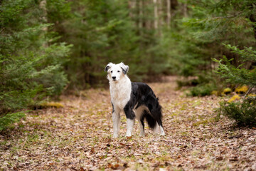 Dog on Woodsy Path