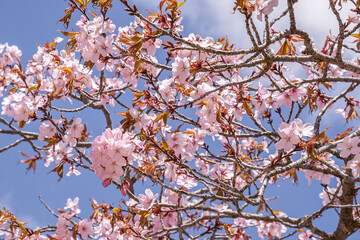 blossoming cherry trees
