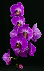 Purple phalaenopsis orchid flower, Phalaenopsis known as the Moth Orchid or Phal on black background. Twig of purple phalaenopsis flowers known as butterfly orchids. Selective focus. Close-up