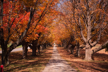 Naklejka premium Autumn Treed Pathway