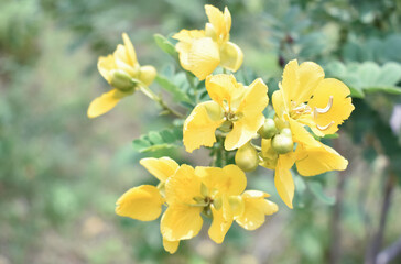 Beautiful yellow trumpet flowers are blooming in a fresh green garden. - obrazy, fototapety, plakaty