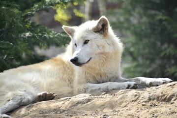 White wolf in the forest looking around