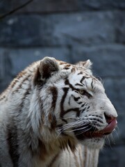 Portrait of a White tiger