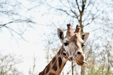 Giraffe eating grass with his tongue out