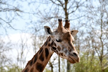 Naklejka premium close up photo of a giraffe with trees in the background