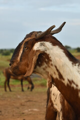 portrait of one brown young goat standing in a stall and looking into the frame