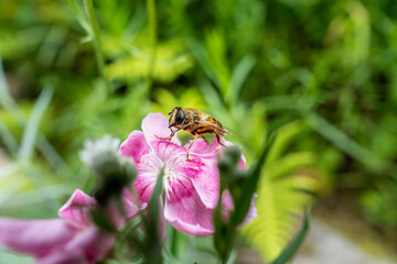 Bee on a pink flower with pollen