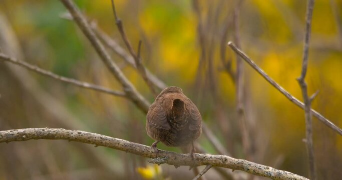 Tiny cute Wren bird perched on branch yellow gorse twitching tail flying away