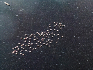 Many Pink Flamingos flying above a wetland, top view, in Kayseri city
