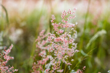 Panicum melinis conhecido com Capim Seda
