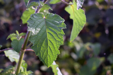Closeup shot of a Ginura plant