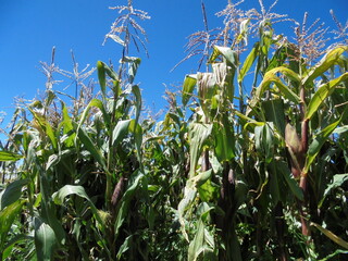 agricultura de maíz, en proceso de maduración, con cielo azul. #maíz serrano 