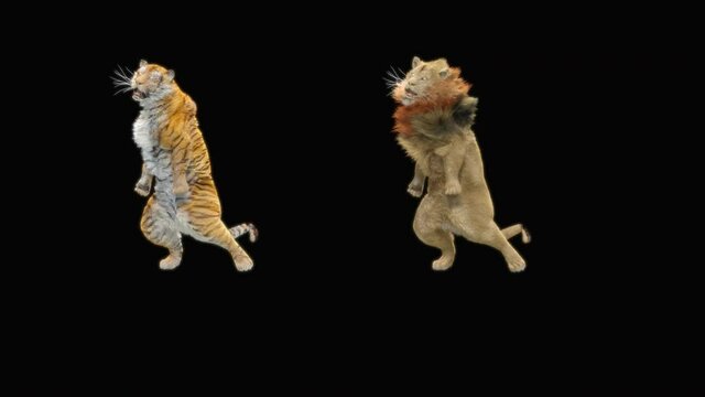 Tiger and Lion Dancing, CG fur. 3d rendering, animal realistic CGI VFX, Animation Loop, composition 3d mapping cartoon, Included in the end of the clip with Alpha matte.