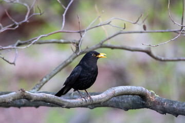 Amsel mit Futter