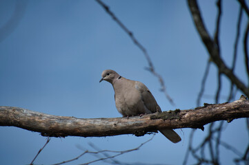 Mourning dove resting on the branch.    North Vancouver BC Canada　
