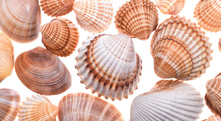 Summer seashell background