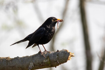 Amsel mit Futter