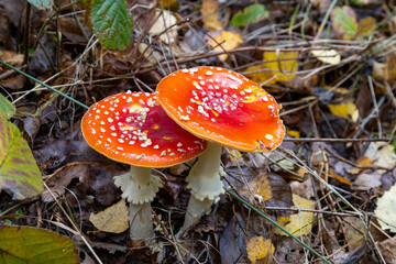 Fliegenpilze im Wald