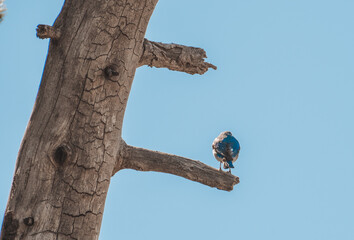 Blue bird in old tree, Oregon