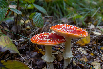 Fliegenpilze im Wald