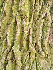 Old cracked wood bark texture, background close-up, natural pattern