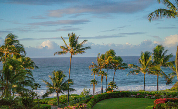 Palm Trees on Beach, Kauai