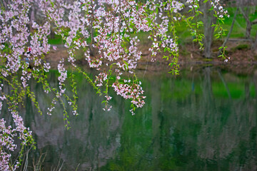 Obraz na płótnie Canvas Close-up of cherry blossoms at the lake at Holmdel Park, New Jersey, in the early spring -11