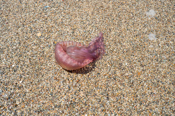 Fototapeta premium Dead jellyfish on the shore of the beach washed away by the tide