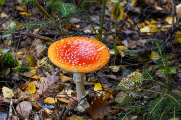Fliegenpilz im Wald