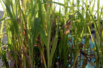 Obraz premium Closeup shot of green and tall grass on a blurred background