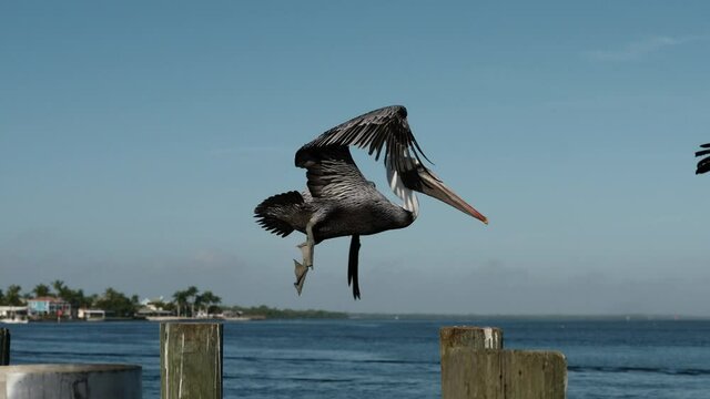 pelican in flight