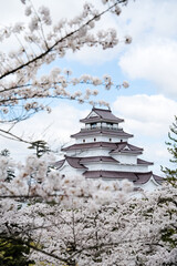 Obraz premium 満開の桜と会津若松鶴ヶ城