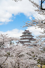 Fototapeta premium 満開の桜と会津若松鶴ヶ城