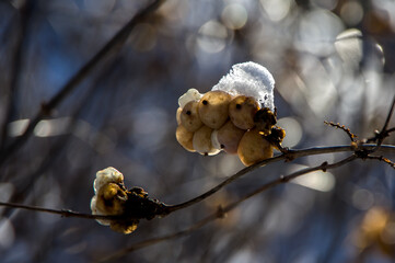 białe jagody z czapeczką śniegu w blasku słońca 