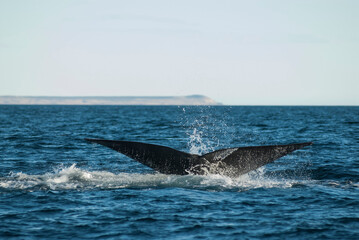 Sohutern right whale tail lobtailing, endangered species, Patagonia,Argentina