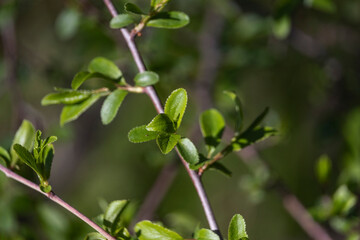 Close up of leaf of Rhamnus saxatilis Jacq. 