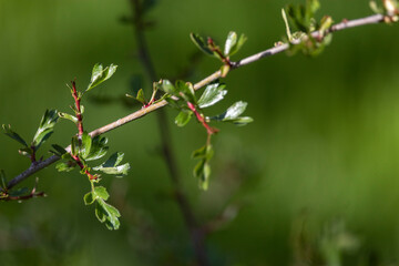 Close up of leaf of Rhamnus saxatilis Jacq. 