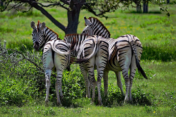 Zebras