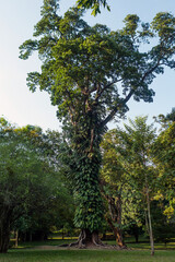 Kandy,  Sri Lanka, 02/13/2014: tree covered by vegetation