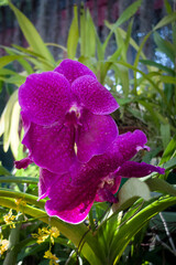 Kandy, Sri lanka, 02/13/2014: purple orchid