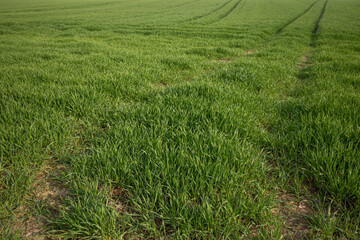 Top view over green agricultural field and meadow.